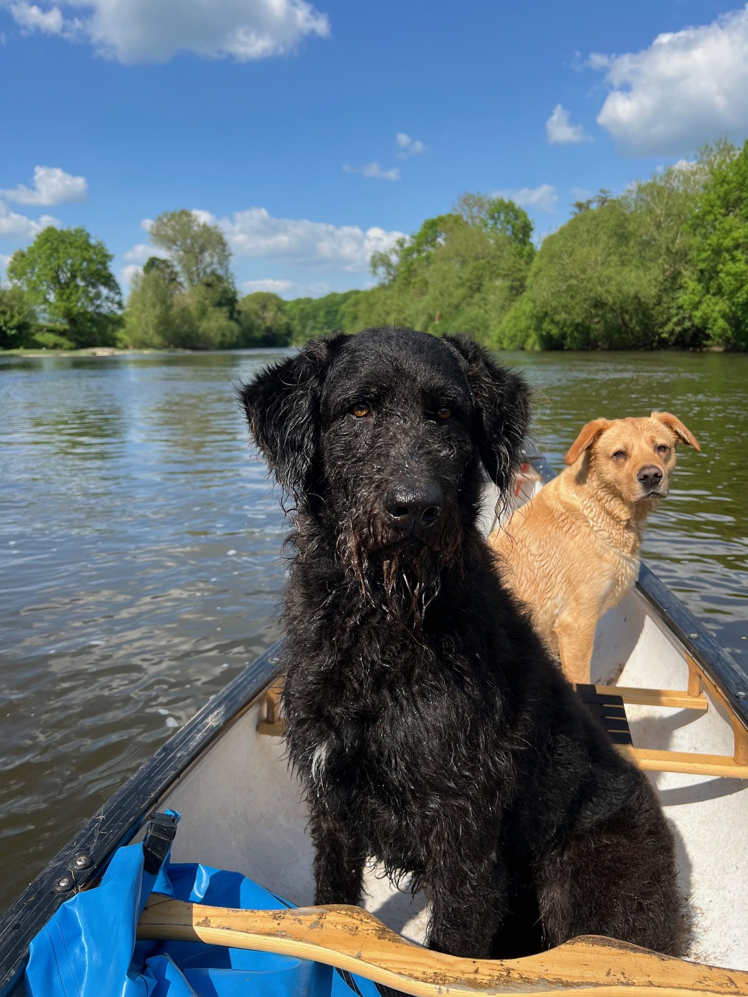 dogs on the river wye