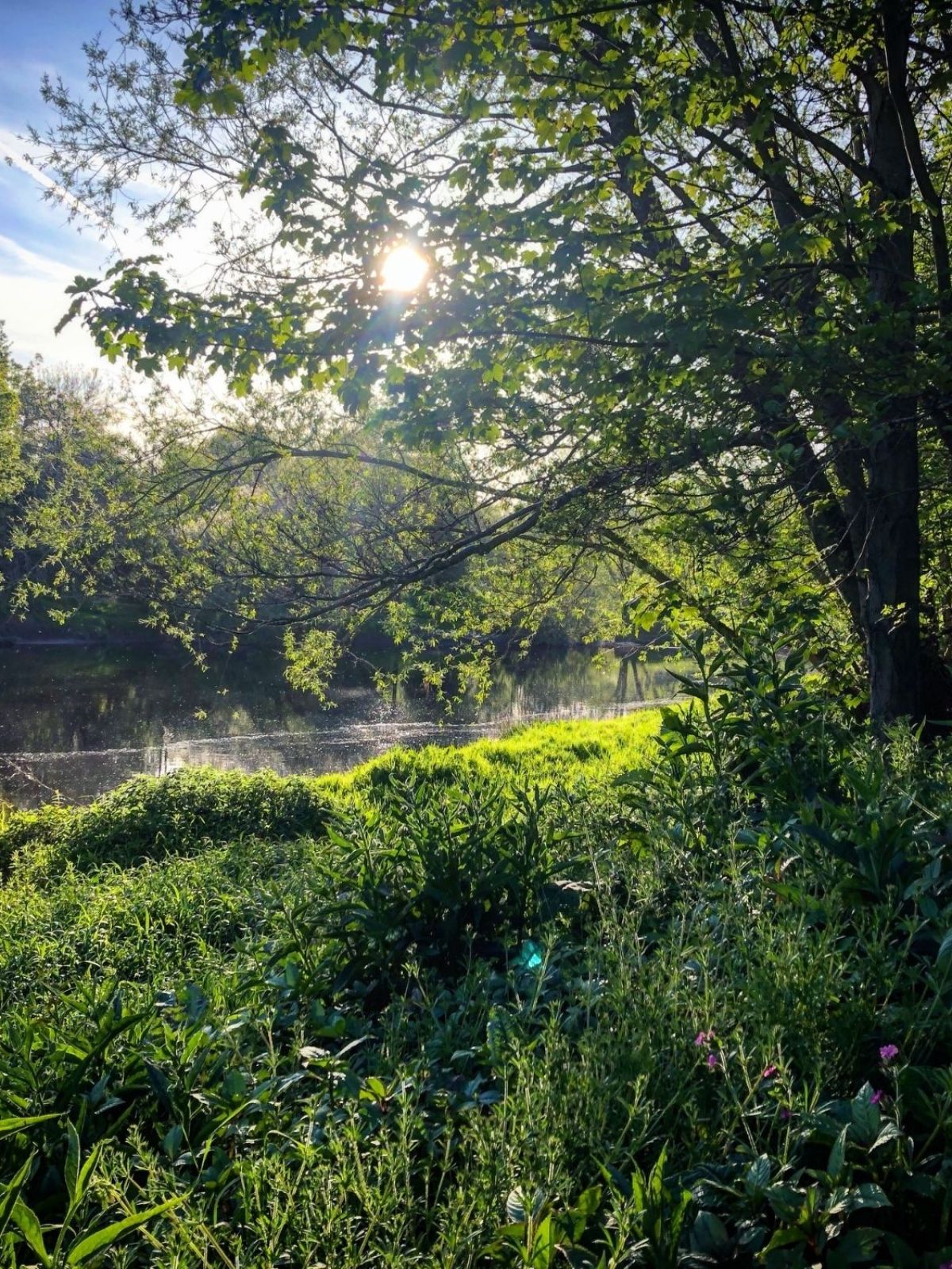 Sunlight filters through trees onto a lush green riverbank.
