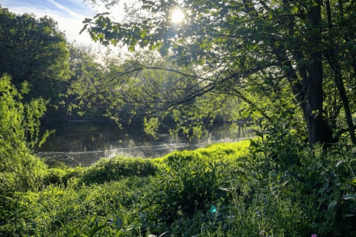 Sunlight filters through trees over a lush, green riverside landscape.