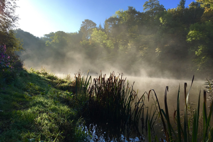 Mist rising over a tranquil lake surrounded by trees and reeds in early morning light.
