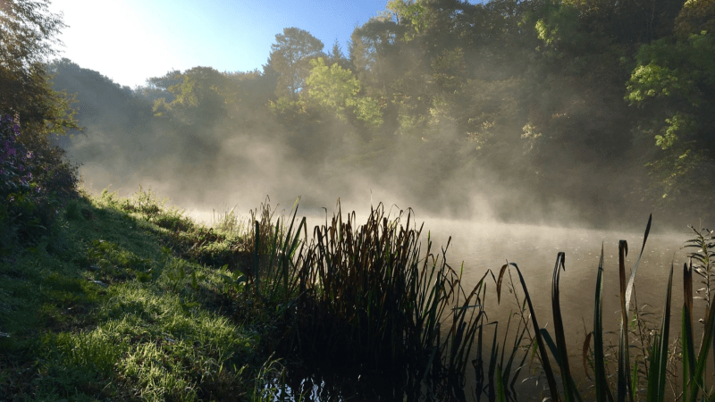 Mist rising over a tranquil lake surrounded by trees and reeds in early morning light.