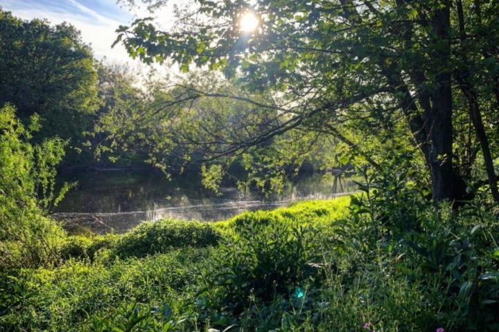 Sunlight peeking through trees by a river, surrounded by lush greenery.