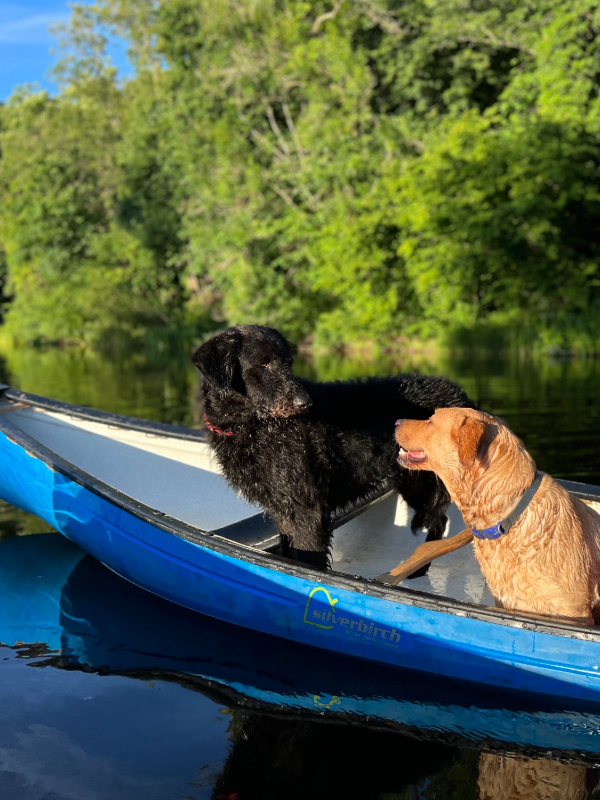 Two dogs sit in a blue canoe on a calm lake, surrounded by lush greenery.