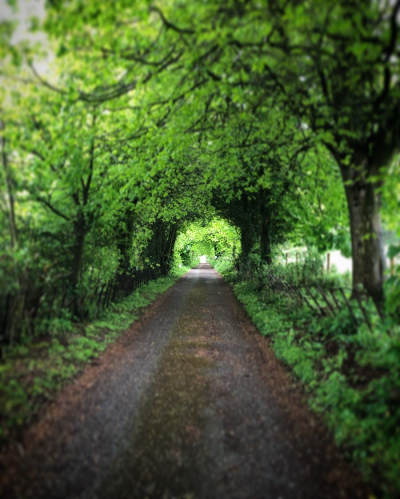 Pathway under lush, green tree canopy forming a tunnel, leading into the distance.