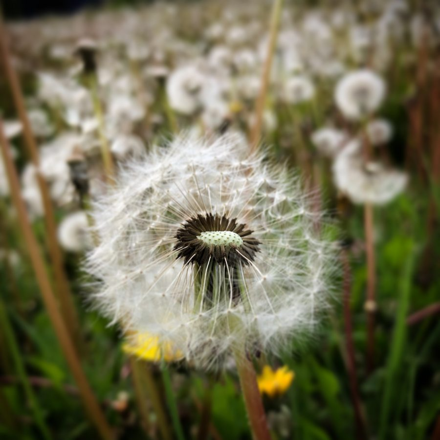 Close-up of a dandelion seed head in a field with blurred background.