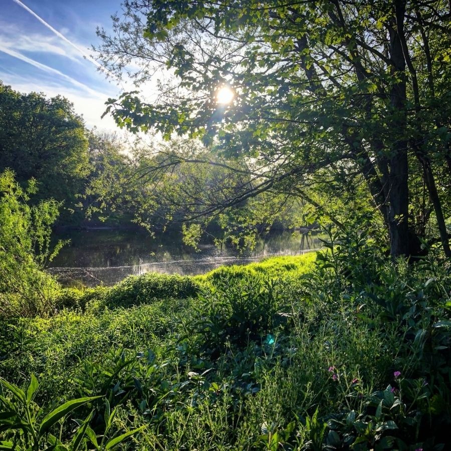 Sunlight filtering through trees over a lush green riverside landscape.
