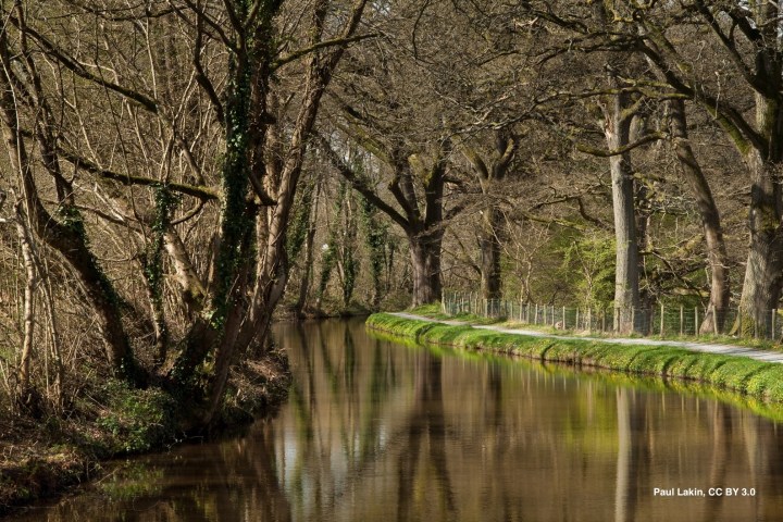 A tree-lined canal with a grassy path running alongside on a clear day.