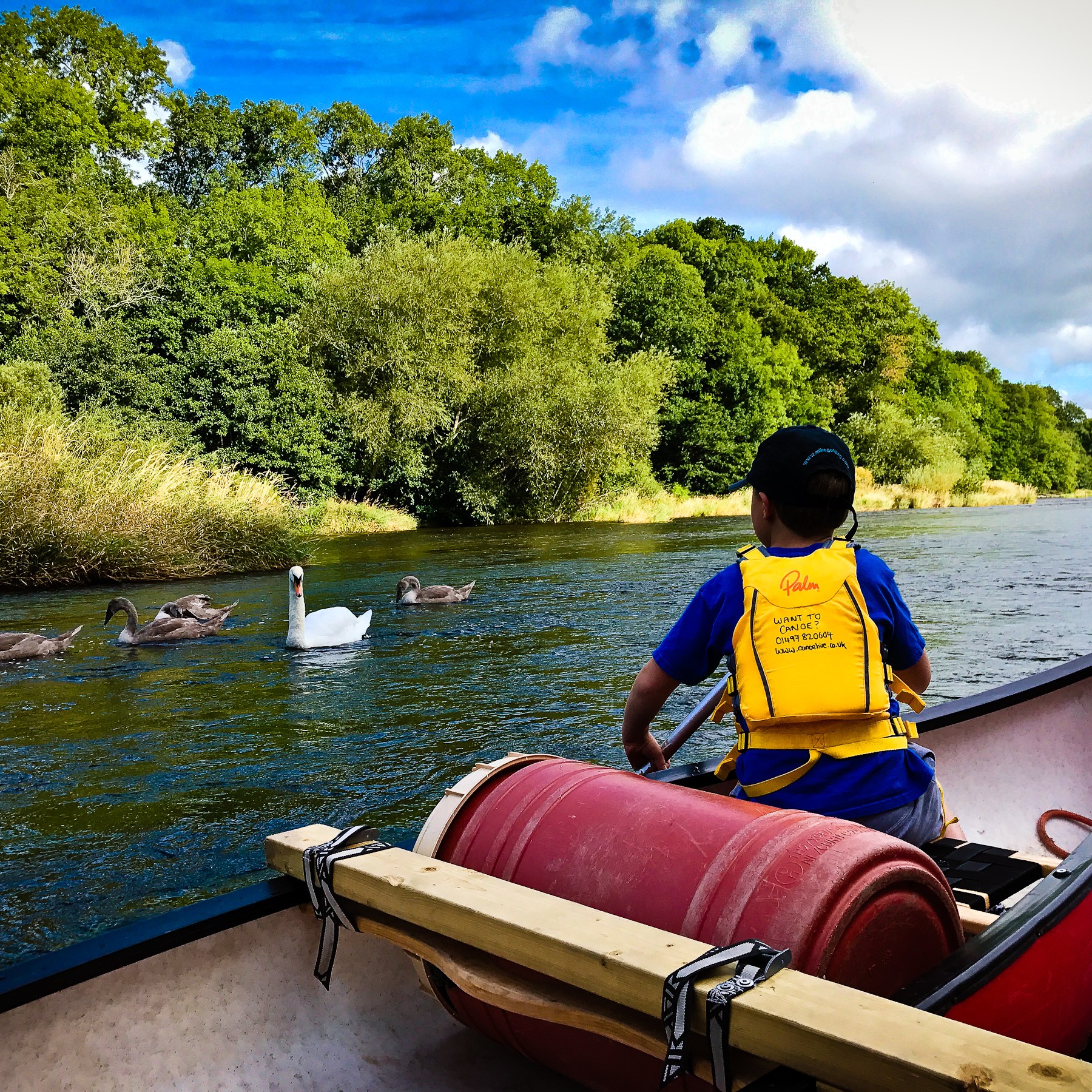 Child in a canoe paddling on a river, approaching swans, with trees and cloudy sky in the background.